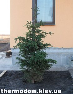 Канадская белая ель