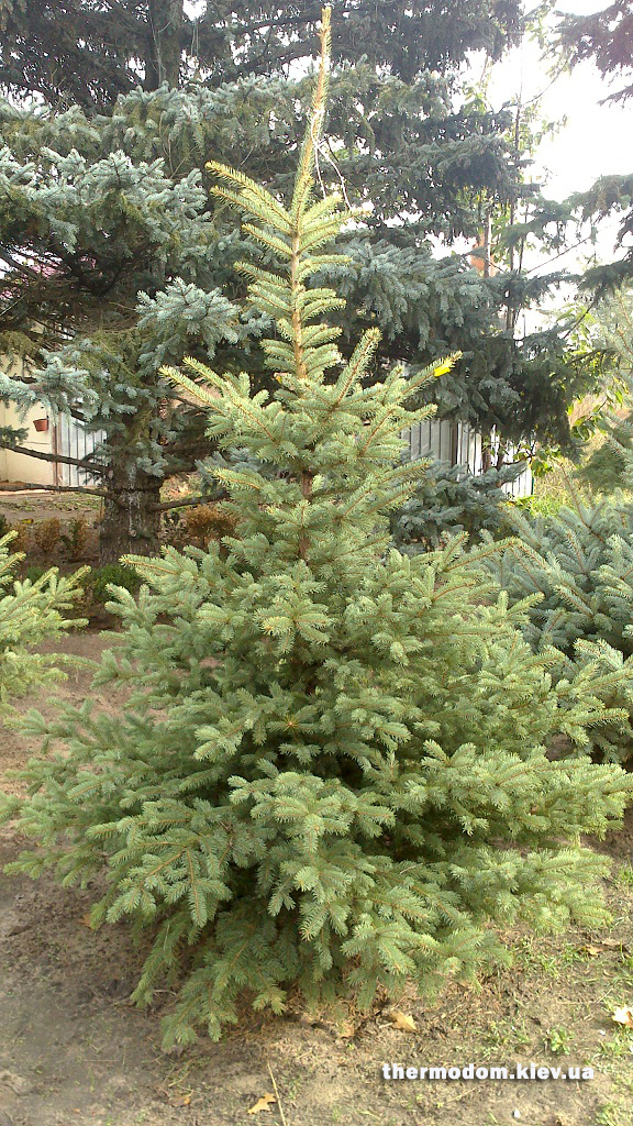 Елки в питомнике