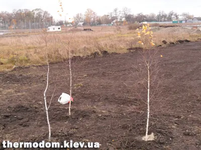 Молодые березки, посаженные группой
