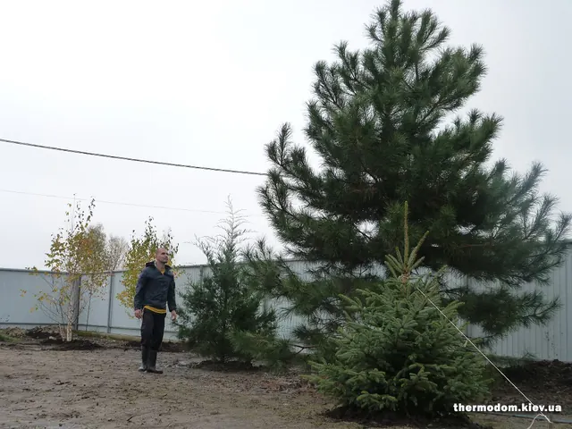 Хвойні на передньому плані, берези позаду