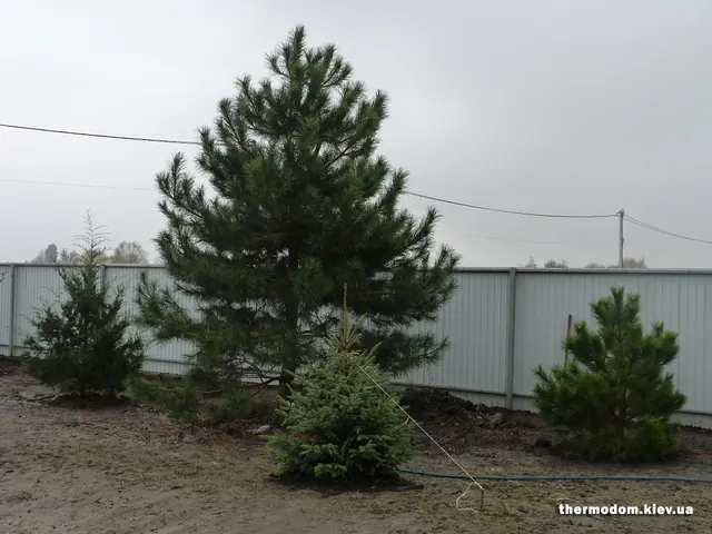 Група висаджених хвойних на ділянці