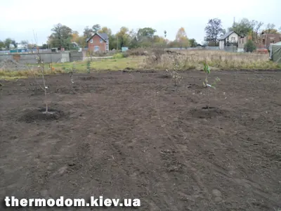Высаживаем первые плодовые деревья