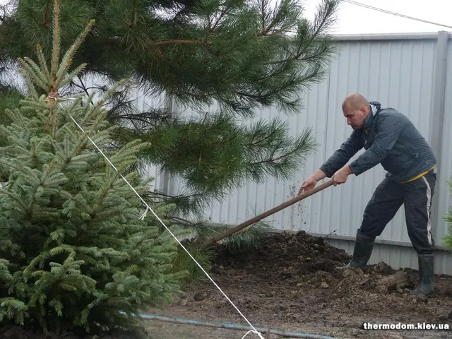 Висаджуємо дерева на нижній ділянці